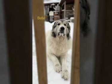 Belle ベル #greatpyrenees #todaysrunrun #グレートピレニーズ #今日のルンルン