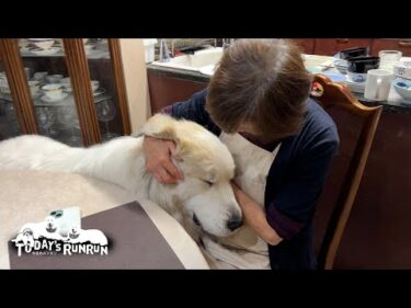 珍しくお母さんにたっぷり甘えたアランです　Great Pyrenees　グレートピレニーズ