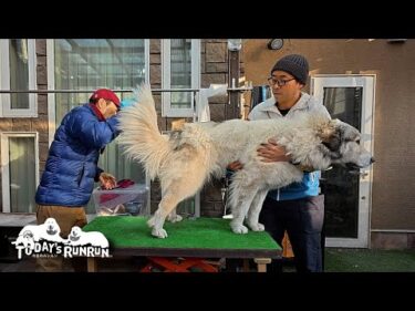 遊びに行きたくて堂々と力技で逃げようとするベルです　Great Pyrenees　グレートピレニーズ