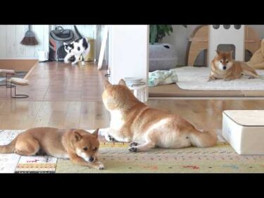 柴犬と慣れない猫との生活にスパイス！？この後まさかの展開に‥【長期お留守番最終日】