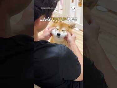 伸び〜る柴犬のもちもちホッペ｜PECO #shorts