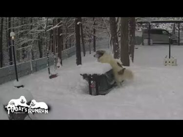 雪で思うようにジャンプできずテーブルに上がれなかったベルです　Great Pyrenees　グレートピレニーズ