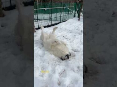 Belle ベル #greatpyrenees #todaysrunrun #グレートピレニーズ #今日のルンルン