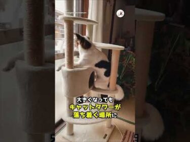 立派な猫に育ったイッヌ｜PECO