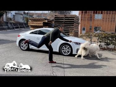 退屈しないようにドライブに連れ出してもらったアランとベルです　Great Pyrenees　グレートピレニーズ