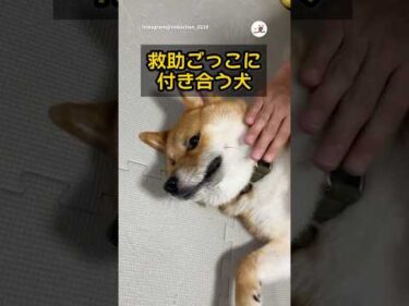 飼い主の救助ごっこに付き合う柴犬｜PECO