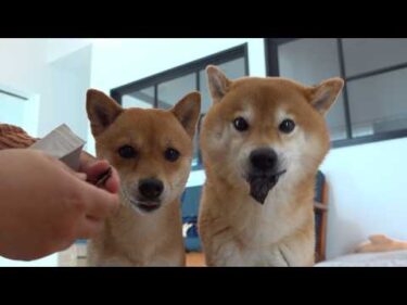 パパが足をやらかした流れで柴犬と、乾杯してみた。