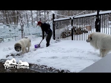 雪かきをするお父さんから離れずずっと警護したアランとベルです　Great Pyrenees　グレートピレニーズ