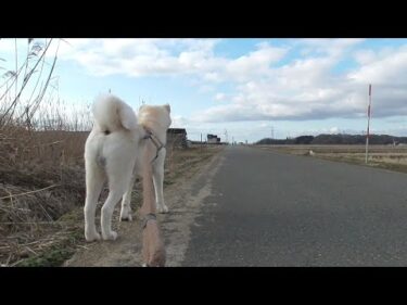 【秋田犬ゆうき】秋田だけに秋田犬とはよく遭遇するので吠えてしまい飼い主に叱られる【akita dog】