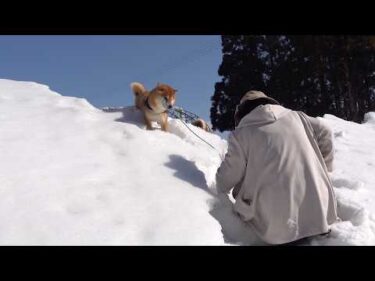 除雪されてない雪道で奮闘する柴犬！予期せぬアクシデントが発生！？