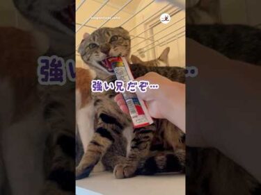 元野良猫さん初めてオヤツの味を知る…｜PECO