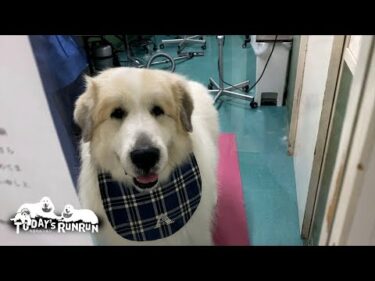 シャンプーへ行き雪のように真っ白になったアランです　Great Pyrenees　グレートピレニーズ