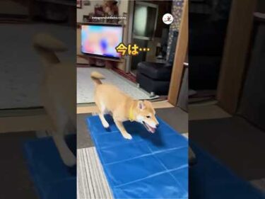 いつの間にかソファーの下に滑り込めなくなった柴犬｜PECO