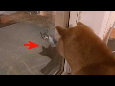 【子猫】深夜に謎の訪問者‥！その正体が可愛すぎて悶絶しました。。