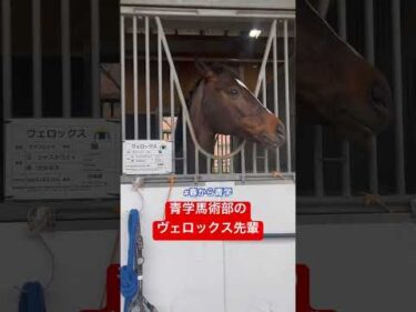 青山学院大学のヴェロックスくん #競馬 #春から青学