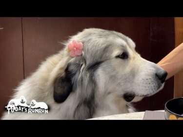 リボン付きで真っ白！ごくわずかな期間だけ存在する世にも珍しいベルです　Great Pyrenees　グレートピレニーズ