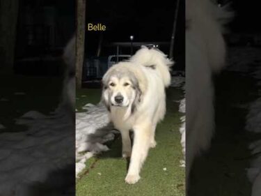 Belle ベル #greatpyrenees #todaysrunrun #グレートピレニーズ #今日のルンルン