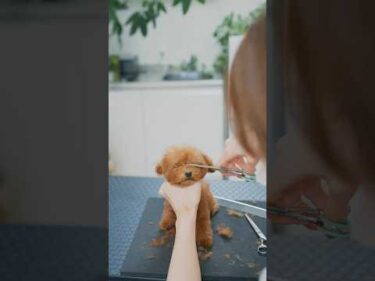 眠すぎる極小ティーカッププードル #shorts  #犬 #子犬 #トリミング #asmr #ヘアカット