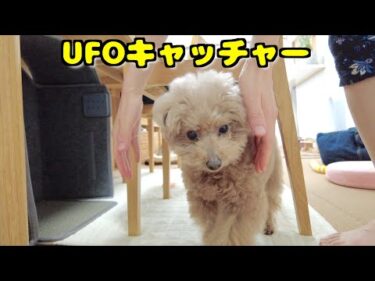 お手入れのタイミングで自らUFOキャッチャーされに来る愛犬たちｗ【トイプードル】