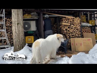 薪を運ぶお父さんの後をついて歩いてそばを離れないアランです　Great Pyrenees　グレートピレニーズ