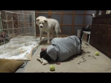 【秋田犬ゆうき】飼い主は熟睡していても体が良く動くので気を抜くことが出来ない【akita dog】