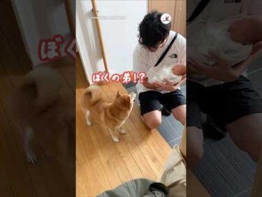 お兄ちゃんになった柴犬🐕弟と初対面して♡｜PECO