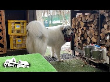 あちこちで用事があってなかなか散歩へ出かけない忙しいベルです　Great Pyrenees　グレートピレニーズ