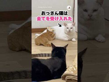 おっさん猫の授乳🍼｜PECO