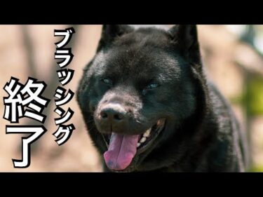 【噛む甲斐犬】ブラッシング終了！悪質セミナーに騙されないで！