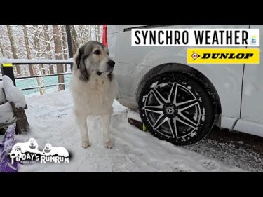 夢のタイヤ「ダンロップシンクロウェザー」装着で雪道も安心のアランとベルです　Great Pyrenees　グレートピレニーズ