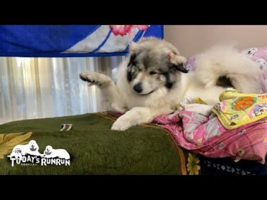 アランと遊べないので…ひとり鹿の角を相手に荒ぶって遊ぶベルです　Great Pyrenees　グレートピレニーズ