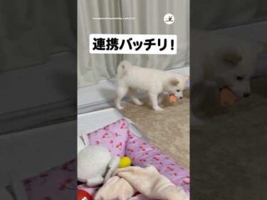 【衝撃】子犬を撮影してたら…！｜PECO