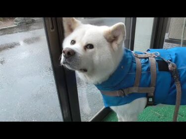 【秋田犬ゆうき】春雨じゃ濡れて参ろうなんてこれっぽっちも思わない冷たい雨のお散歩【akita dog】