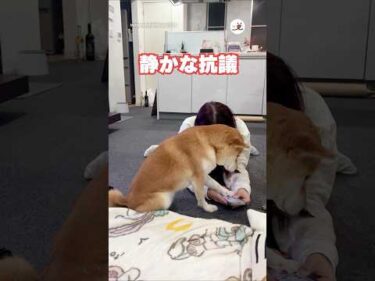 絶対にスマホを使わせない柴犬｜PECO