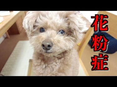 愛犬が花粉症になってしまったようです…【トイプードル】