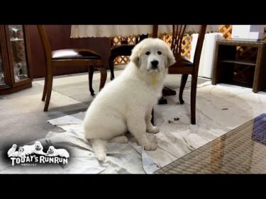 新しい家族が増えました。名前はリリー、女の子です　Great Pyrenees　グレートピレニーズ