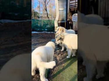 Alain アラン Belle ベル リリー Lily #greatpyrenees #todaysrunrun #グレートピレニーズ #今日のルンルン