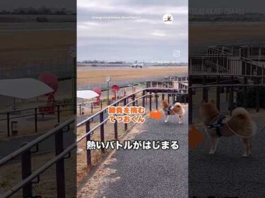 飛行機vs柴犬てつおくん｜PECO