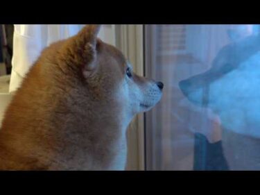 猫を見に行くパパに柴犬が犬語で大クレーム！直後可愛い現象に。。