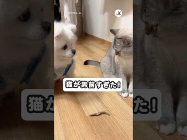 最後の一個を巡って…｜PECO