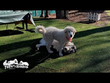 一方的にならずリリーにも花を持たせつつ上手に遊ぶベルです　Great Pyrenees　グレートピレニーズ