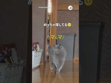 ママと呼びながらメッチャ探す猫｜PECO #shorts