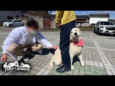 行き先が狂犬病注射だったので…少し不満そうなアランとベルとリリーです　Great Pyrenees　グレートピレニーズ