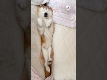 敢えて挟まる柴犬さん｜PECO #shorts