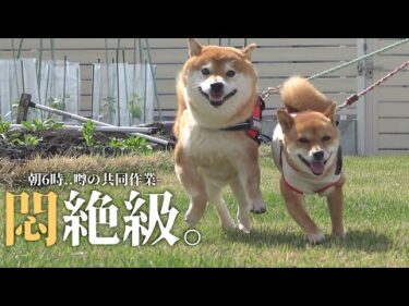 朝6時の日課！柴犬とママの心温まる共同作業が話題に🦴♡