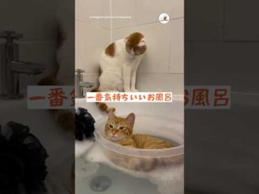 お風呂大好きな猫｜PECO