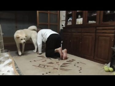 【秋田犬ゆうき】犬化した人間がお尻のにおいを嗅ぎに来たので勘弁してよとサークルに逃げ込む【akita dog】