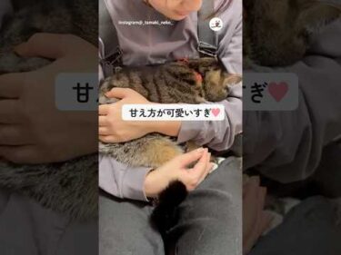 爪切りがイヤだった猫ちゃん🐱｜PECO #shorts