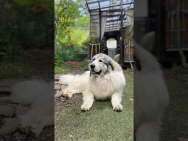 Belle ベル #greatpyrenees #todaysrunrun #グレートピレニーズ #今日のルンルン