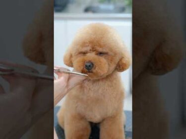 怒ってる？眉をひそめているような可愛すぎるトイプードルのヘアカット #asmr #shorts  #子犬 #トリミング #asmr #ヘアカット